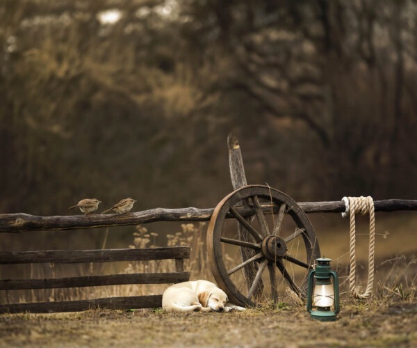 Vintage Village Theme Backdrops for Kids-Photography